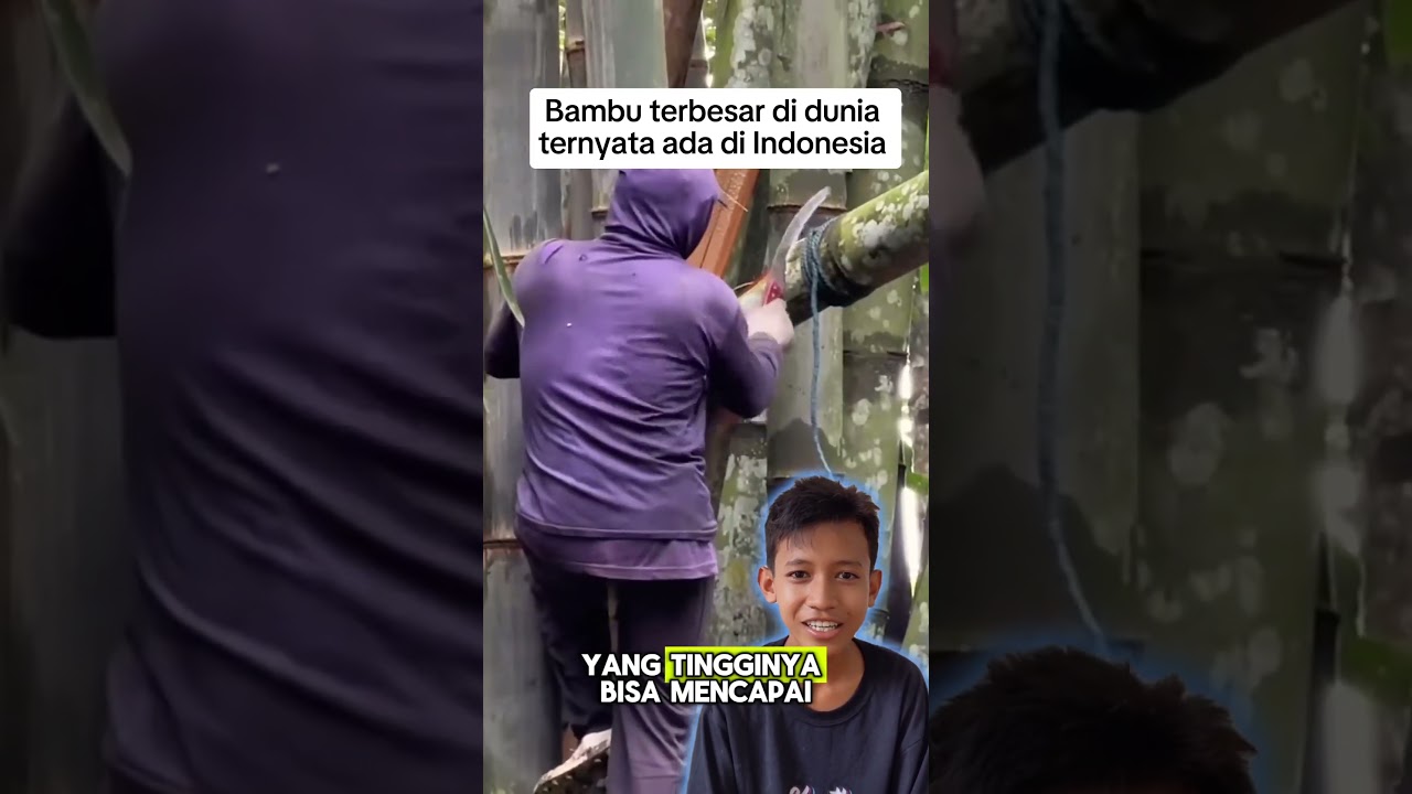 bambu terbesar di dunia 