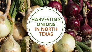 Harvesting Onions in North Texas