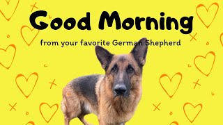 German Shepherd Waking Up The Owner by Meet the Chows 370 views 7 months ago 1 minute, 18 seconds