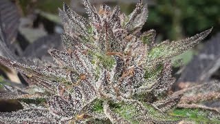 2024 OUTDOOR GROW - HARVEST