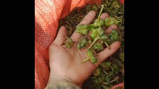 Mus De Txiv Puaj Kaum Nawb Niam Phương Đoàn