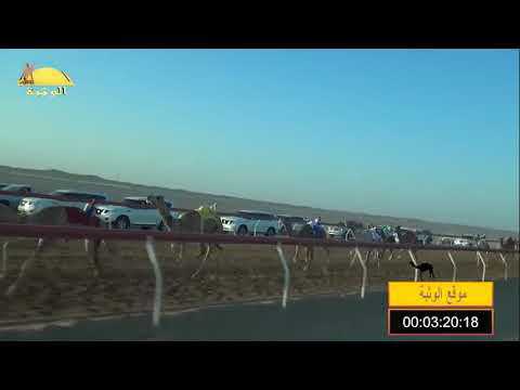 الشوط 6 الشاهينية ل محم سيف كلثم الخييلي شارة الديوان الأثنين 2017 12 4 سيح صبرة حقايق