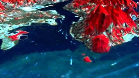 3D Surface Data and Image Drape