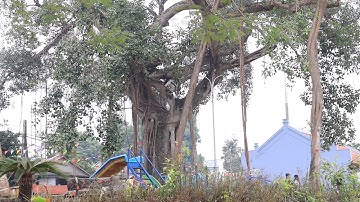 Huyện Quốc Oai: Chương trình truyền hình của Trung Tâm VHTT & TT Huyện Quốc Oai ngày 30/01/2025