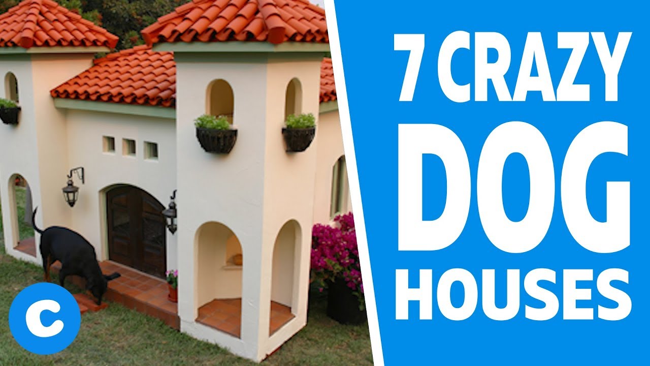 dog house chewy