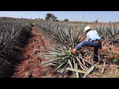 Making tequila, harvesting a blue agave plant in Mexico