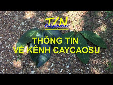 Video: Thông tin Về Trồng Cây Cao Su