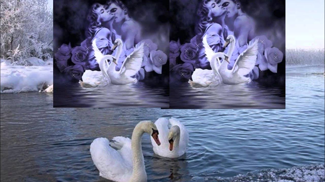 Лебединая верность стихи. Любовь и лебеди. Ноты для гитары русские народные. Упала птица в камыши текст. Упала птица в камыши лишили лебедя полета.