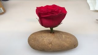 Put A Rose Cutting In A Potato And Watch It Grow