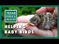 Apa yang Harus Dilakukan Jika Anda Menemukan Bayi Burung