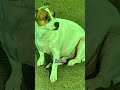 #dogshorts #pets #jackrussellsofig #dogsofinstagram