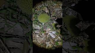 Mencari Durian Jatuh di malam hari