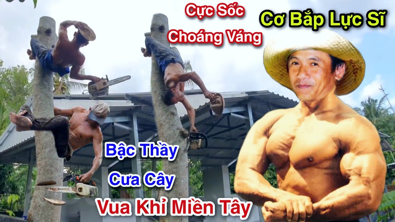 Chấn Động Miền Tây Cực Sốc Thôi Xong Vua Khỉ Cưa Toàn Cây Siêu Khủng Xem Nổi Da Gà