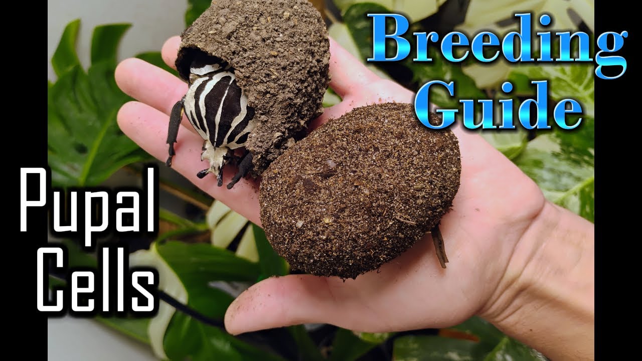 Uncovering Giant Insect Pupal Cells! Goliath Beetle Breeding Tutorial ...