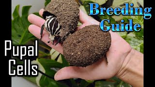 Uncovering Giant Insect Pupal Cells! Goliath Beetle Breeding Tutorial!