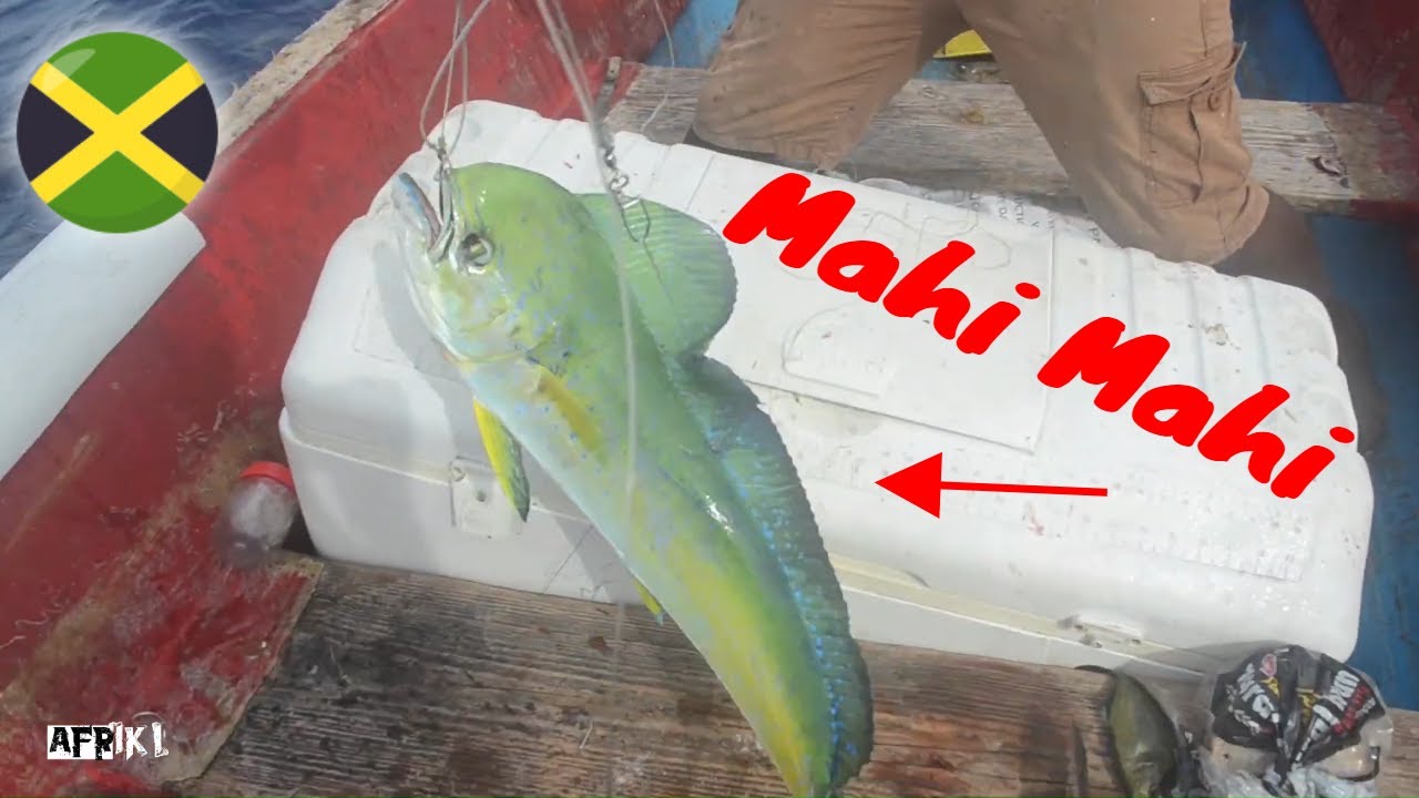 My First Time Trolling! Catching Mahi Mahi, Trigger Fish & Black Jack