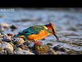 ?? LIVE 24/7: Peaceful Nature &amp; Relaxing Piano ?? Focus Music for Study Time