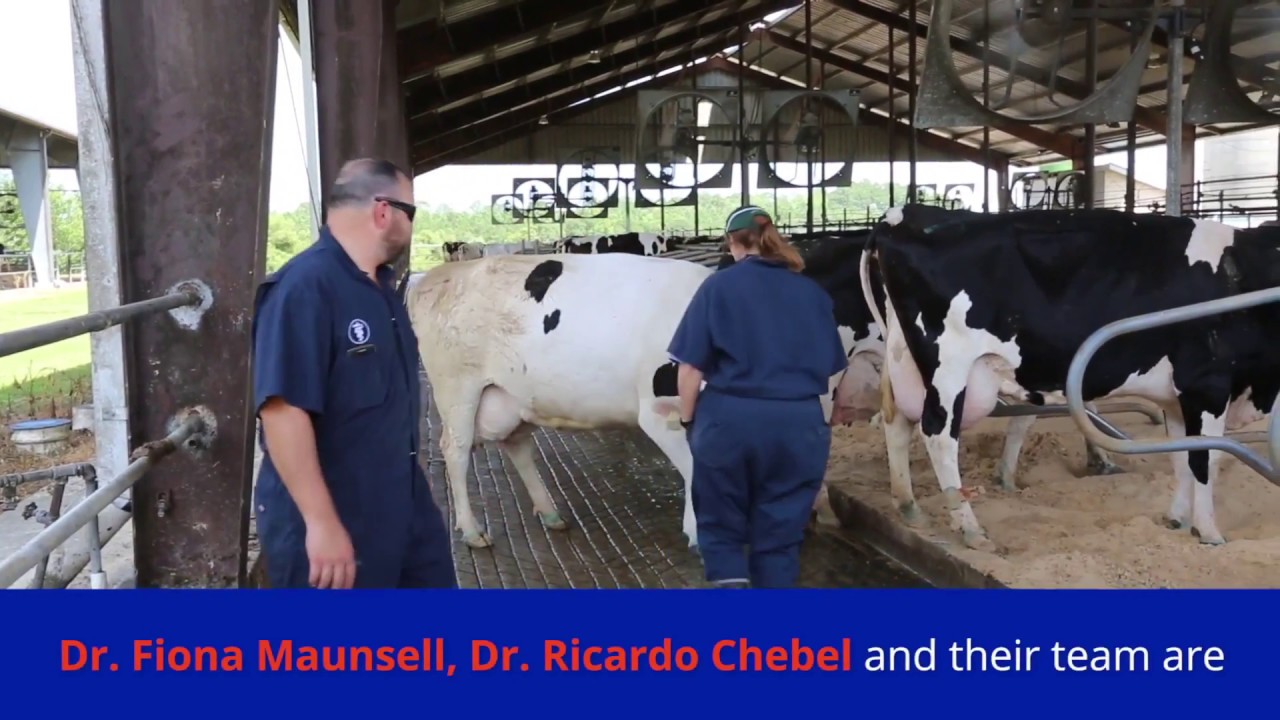 Dairy Cattle Research at the University of Florida College of