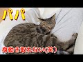 パパの足の上で全力でくつろぐコテ(笑)【すずとコテツ】