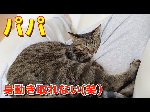 パパの足の上で全力でくつろぐコテ（笑）【すずとコテツ】