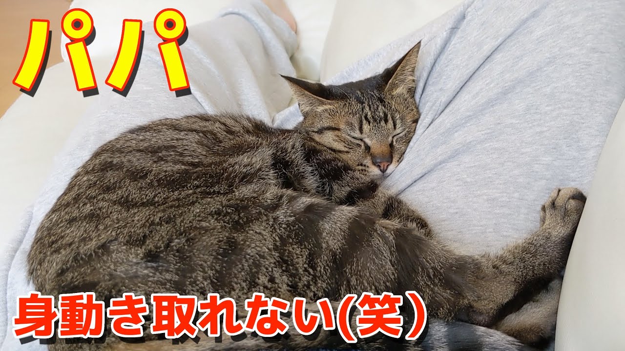 パパの足の上で全力でくつろぐコテ(笑)【すずとコテツ】