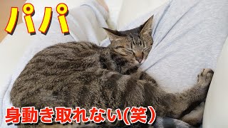 パパの足の上で全力でくつろぐコテ（笑）【すずとコテツ】