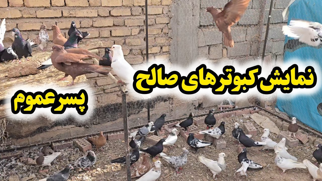 نمایش کبوتر های صالح پسر عموم 70تا کبوتر🕊