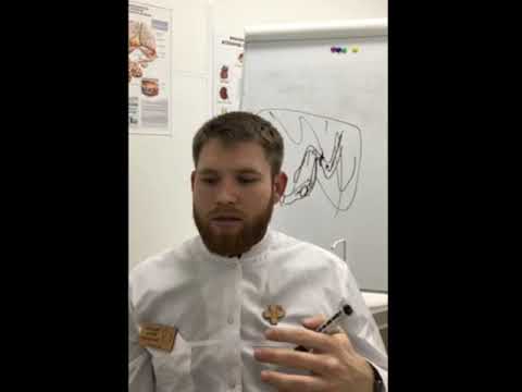 Постоянно болею, как укрепить иммунитет