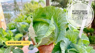 My First Cabbage Harvest From My Hydroponic System