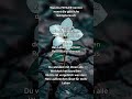 You got me Like the wildflower💓#fürdich#truevalue#deepconnection #soulvalue#onlywithyou#liebe#pure