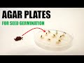 Seed Germination Techniques Using Agar Plates