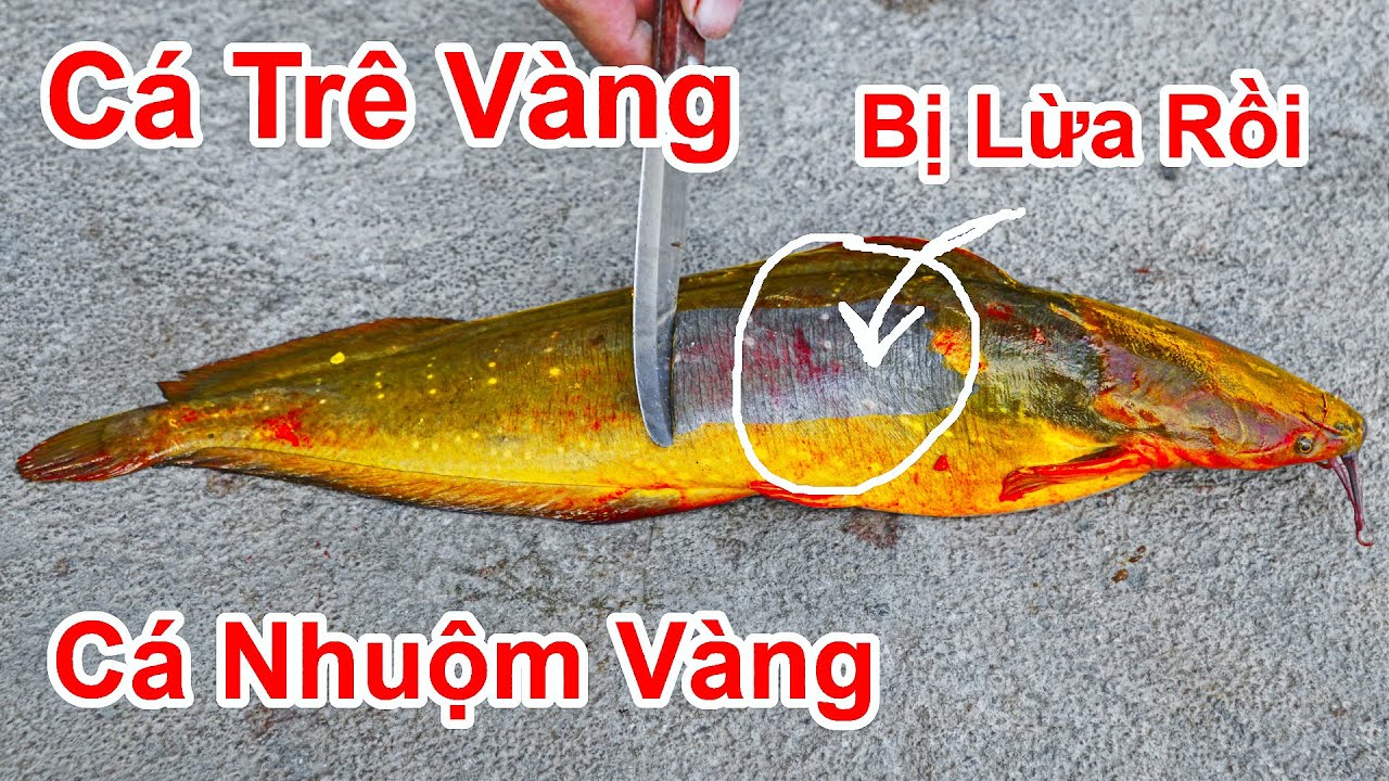 Thì Ra Bao Lâu Nay Tôi Đã Bị Lừa ! Cách Phân Biệt Cá Trê Vàng Thật Và ...