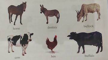 Class 1,Term 3 Subject EVS, Chapter 2, Lecture  3