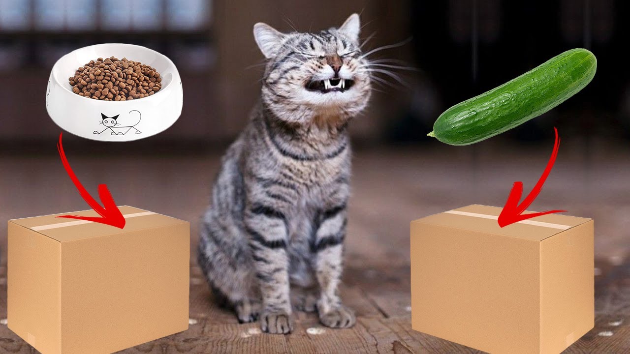 Cat Challenge My Cats Play Game Guess Where The Cat Food Are! Funny Cat Videos Woa Kitty