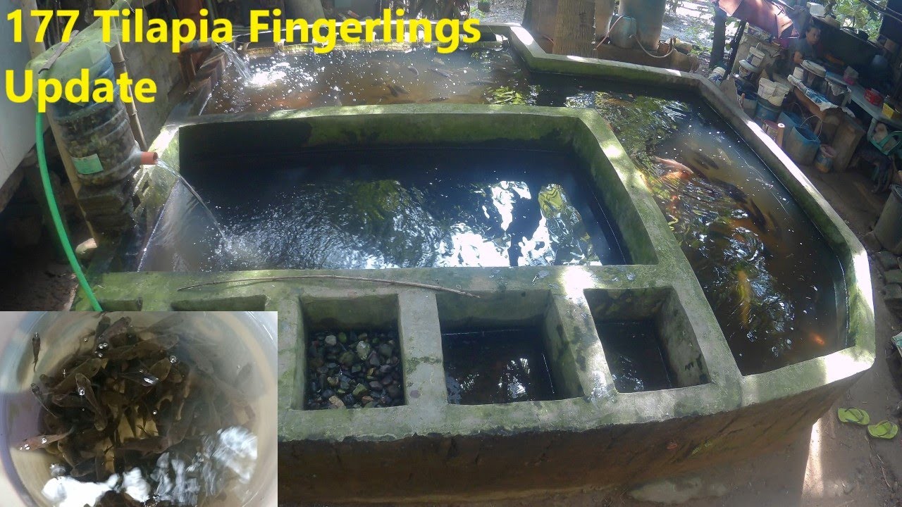 177 Pieces Tilapia Fingerlings Update Backyard Tilapia Breeding