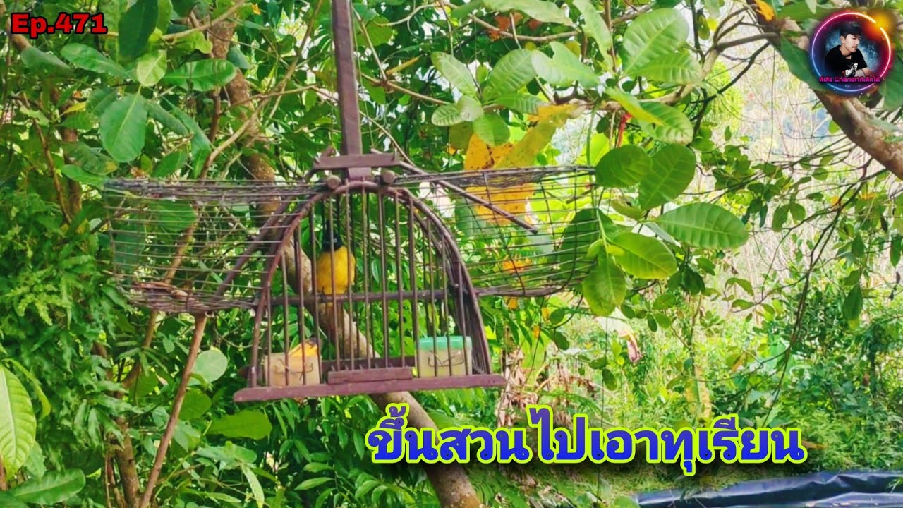 เสียงนกปรอดเหลืองหัวจุกEp.471 ขึ้นสวนทุเรียนเพื่อน พานกปรอดเหลืองหัวจุกไปต่อ(Black-crested Bulbul)