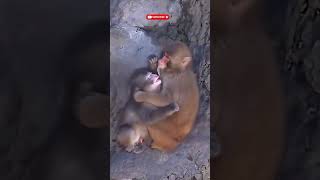 Punch's sweetest moment. #punch #monkey #friends Punch's sweetest moment. #punch #monkey #friends