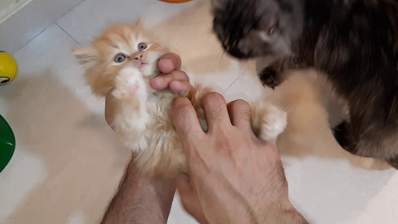 شاهد😎الحلقه الرائعه👏↩ الموليد)متى) كيف).تاكل وترح التراب وتشرب الما