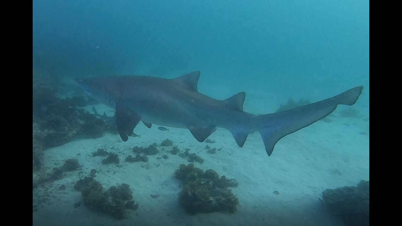 Grey Nurse Sharks at Shelly Beach, Manly