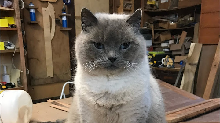 Sad to announce that our shop kitty is dead Mr. Shredder, he was a good one.