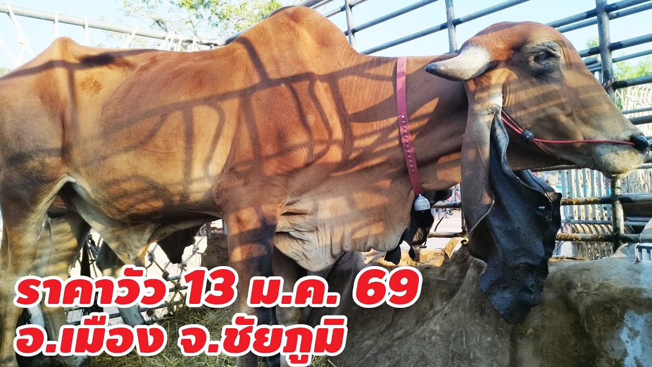 ราคาวัว 13 มกราคา 2569 บ.นาฝาย ต.นาฝาย อ.เมือง จ.ชัยภูมิ เปิดทุกวันอังคารและวันศุกร์