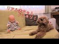 リアル赤ちゃんドッキリでトイプードルのレイリーの反応は？