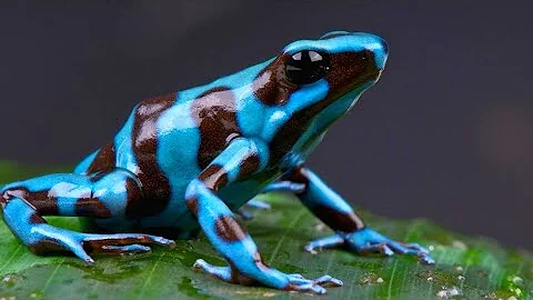 15 Most Dangerous Animals in Amazon Rainforest