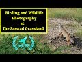 Birding and Widlife photograpghy at the Saswad Grassland PUNE INDIA. PART-1.