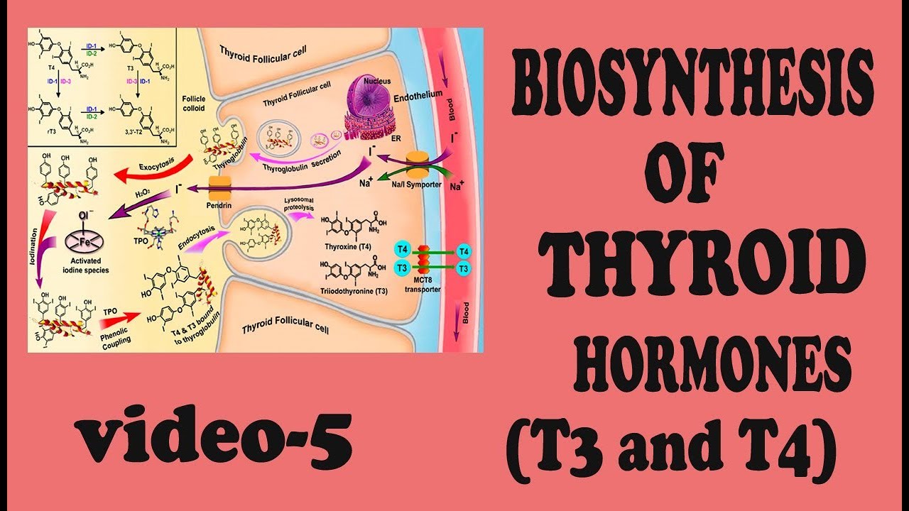 Biosynthesis of THYROID hormones (video-5) - YouTube