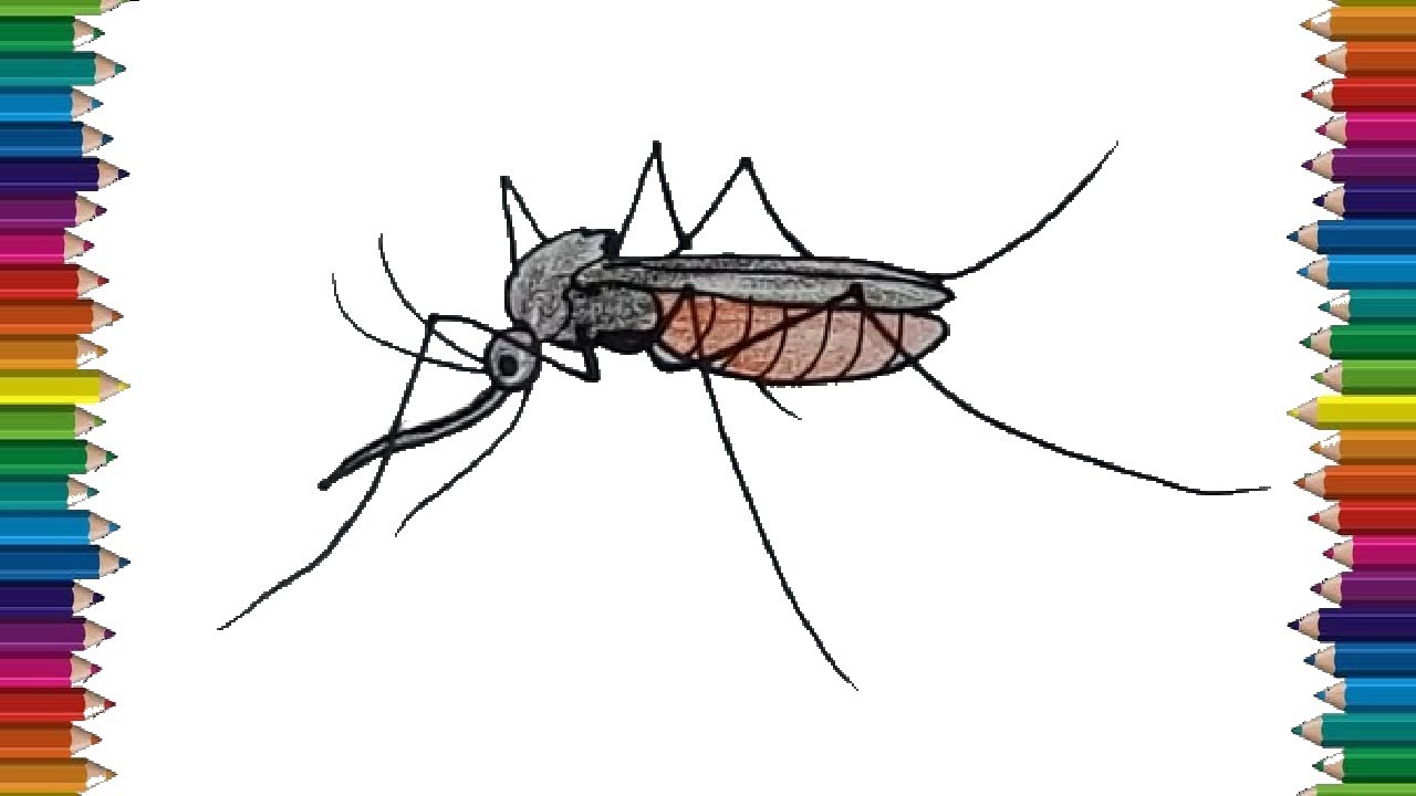 Mosquito drawing with proper perspective and proportions