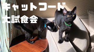 キャットフード5種類食べ比べしてみた