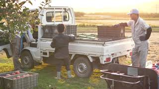 かとうりんご農園サンふじ林檎収穫