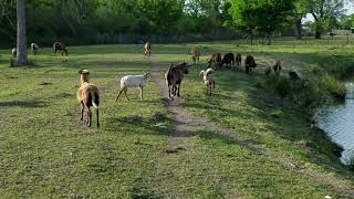 Ram VS She Goat Fighting Who Will Win? You Decide