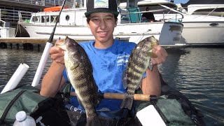 NEW PB | Spotted Bay Bass Fishing Challenge | Huntington Harbor